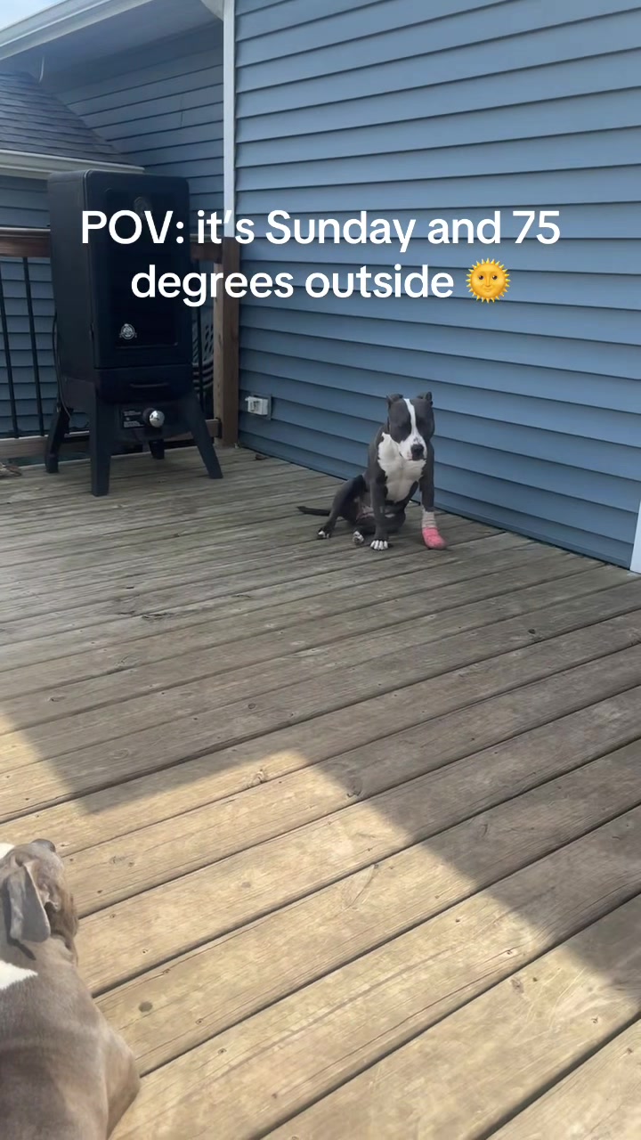 @OurPittieLittleLife🐶