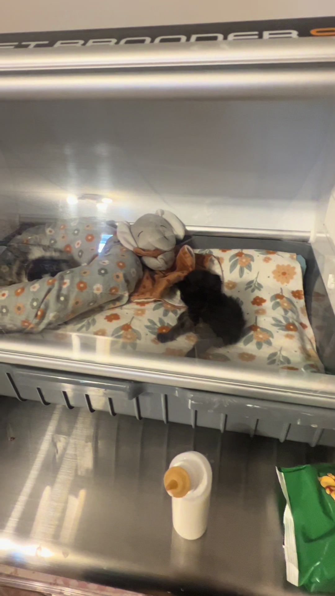 @Kitten.mama