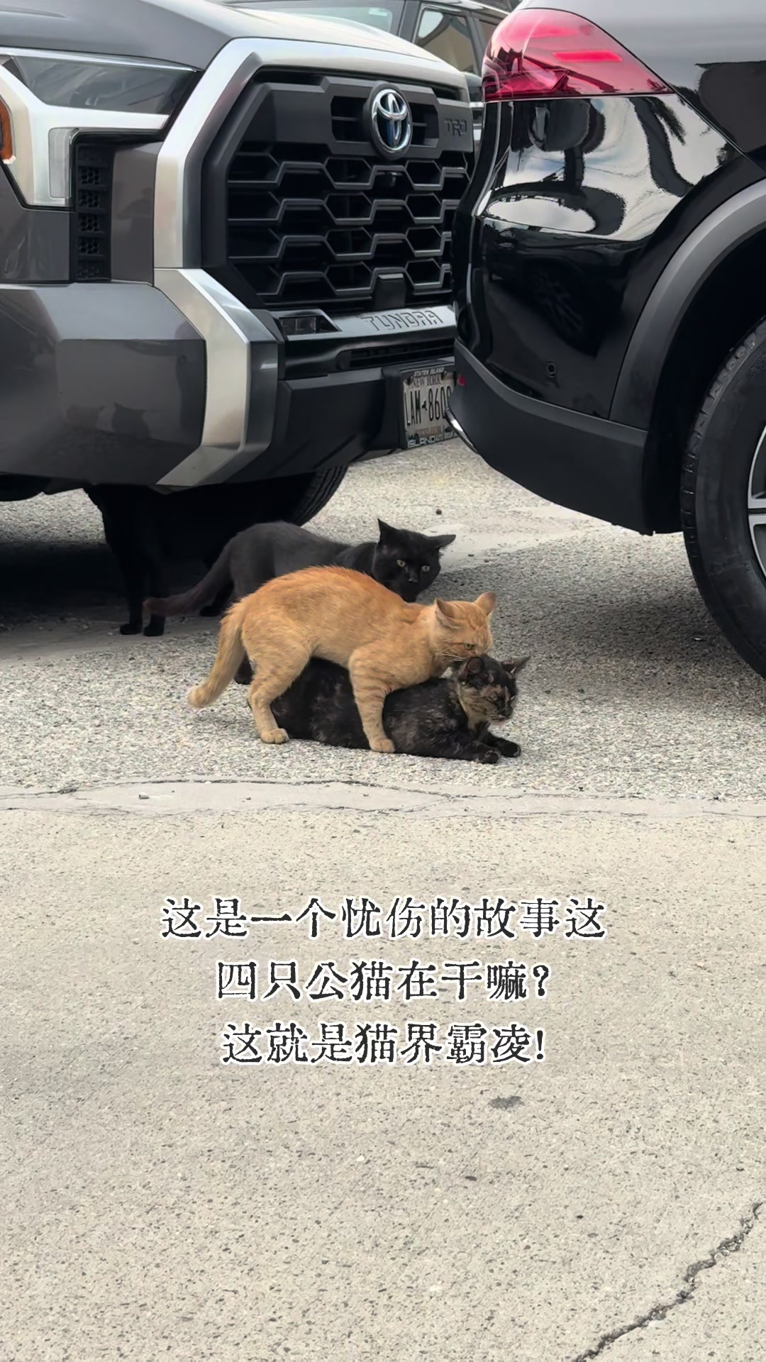 @纽约阿辉雷德杨@乐趣汽车Alfredyang