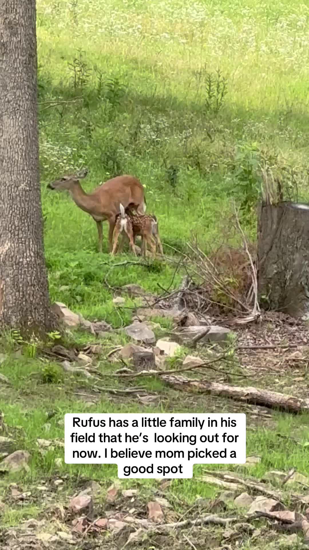 @Rufus The Bull