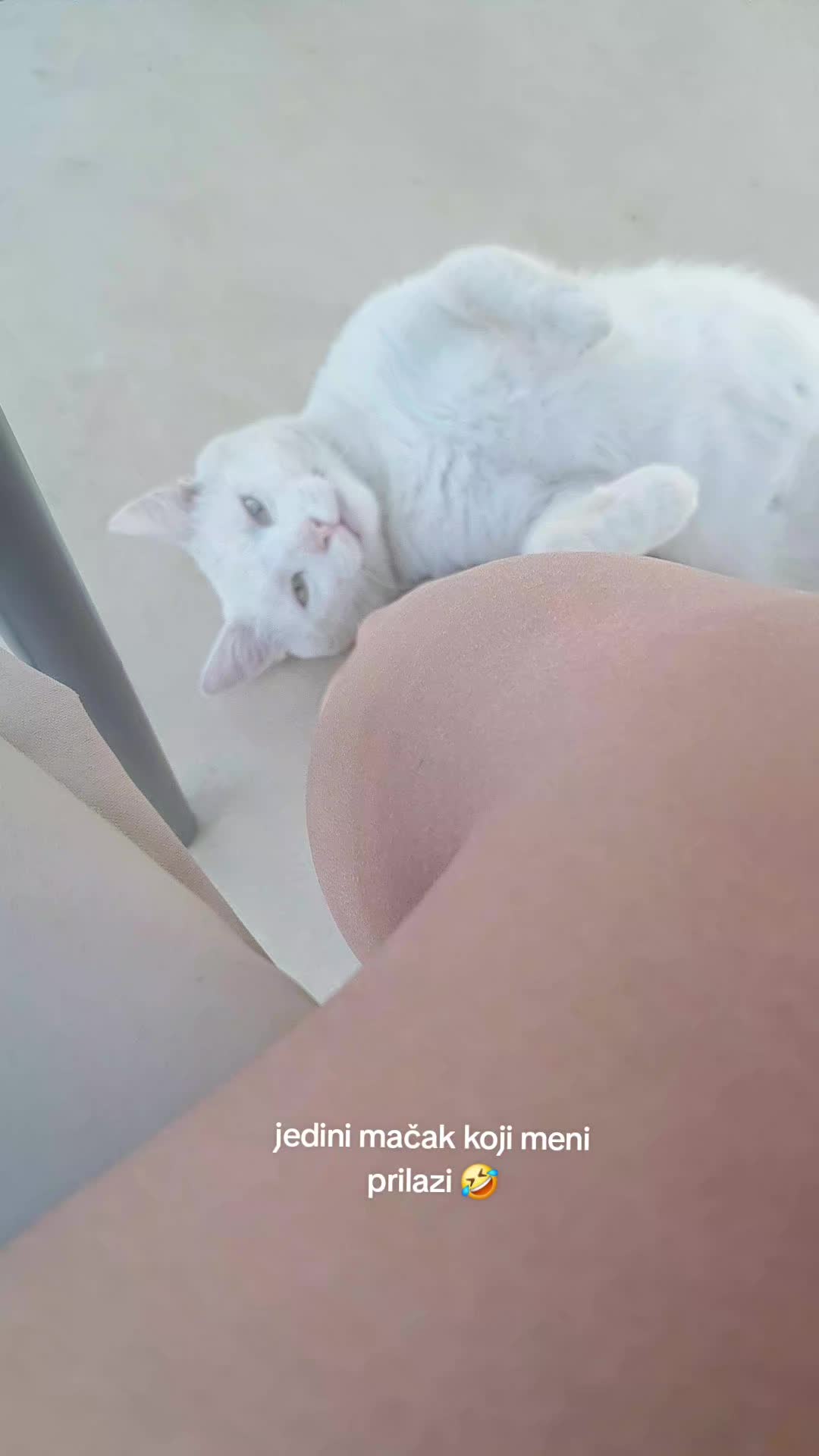 @N🐆