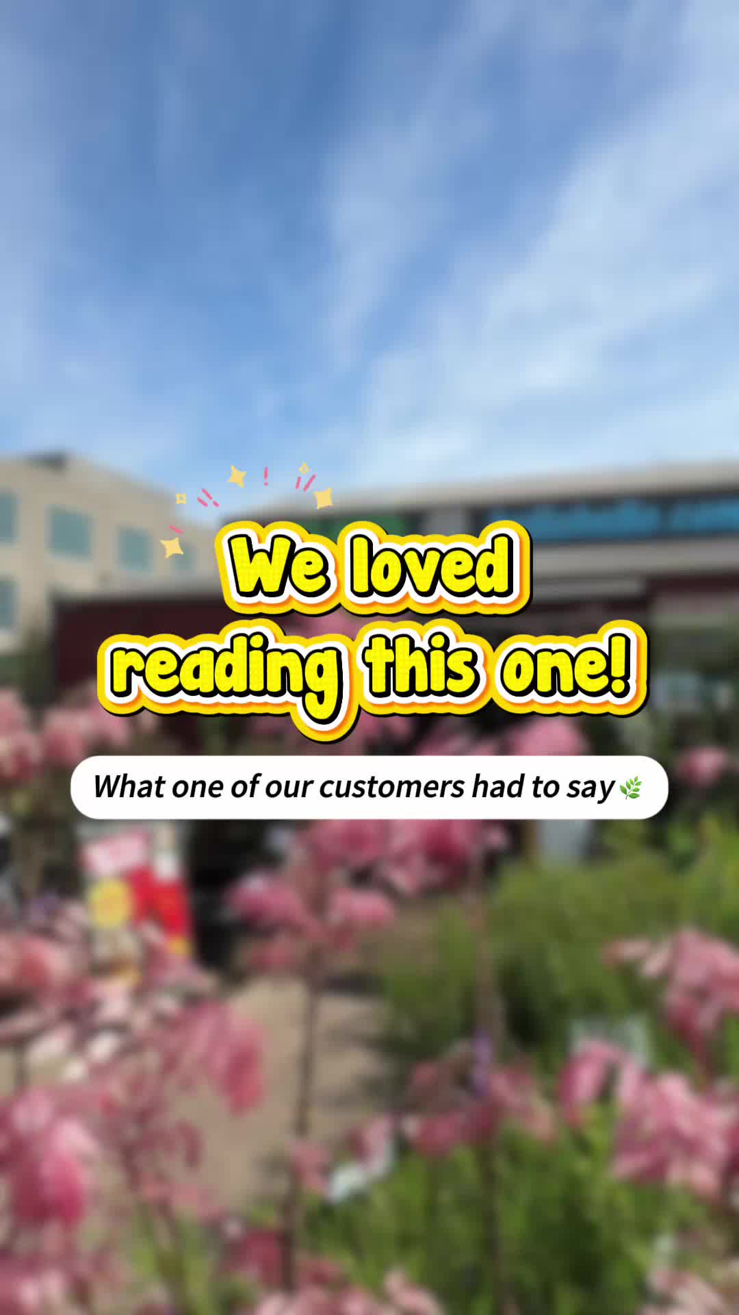 @Hello Hello Plants Nursery