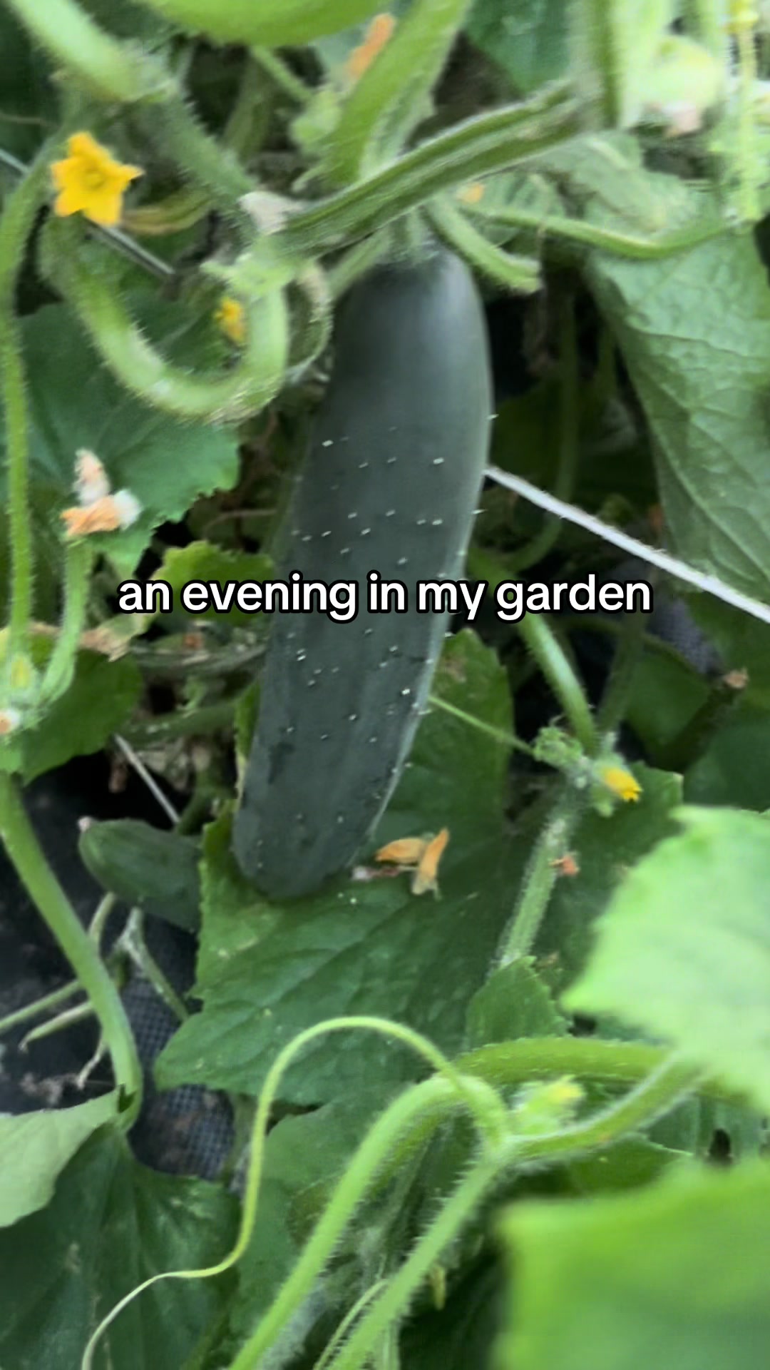 @🩶Sarah🩶