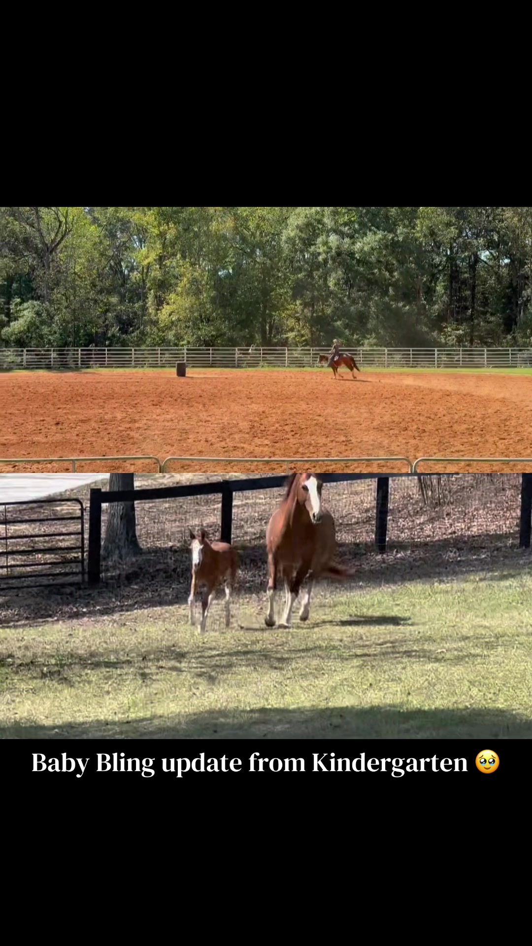 @corderoequine