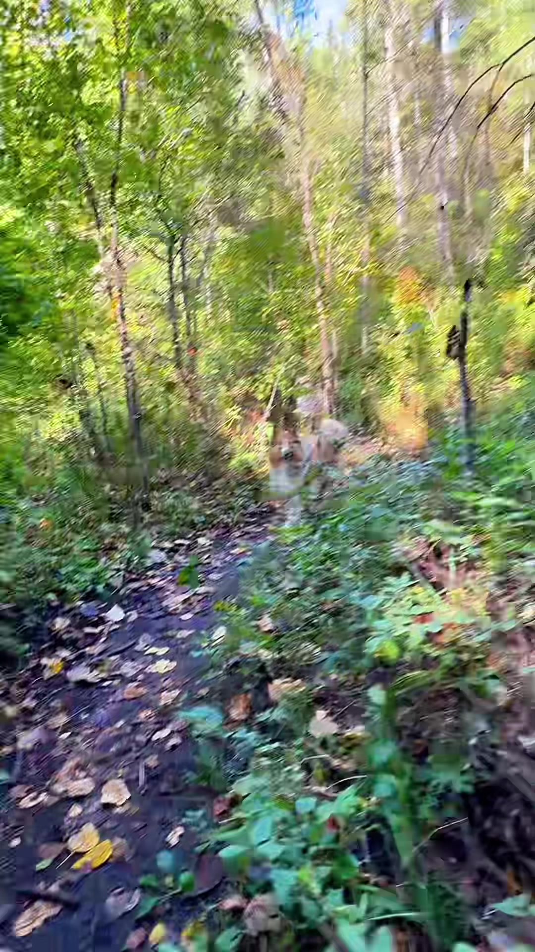 @🦮 EMMA’S ADVENTURES 🐾