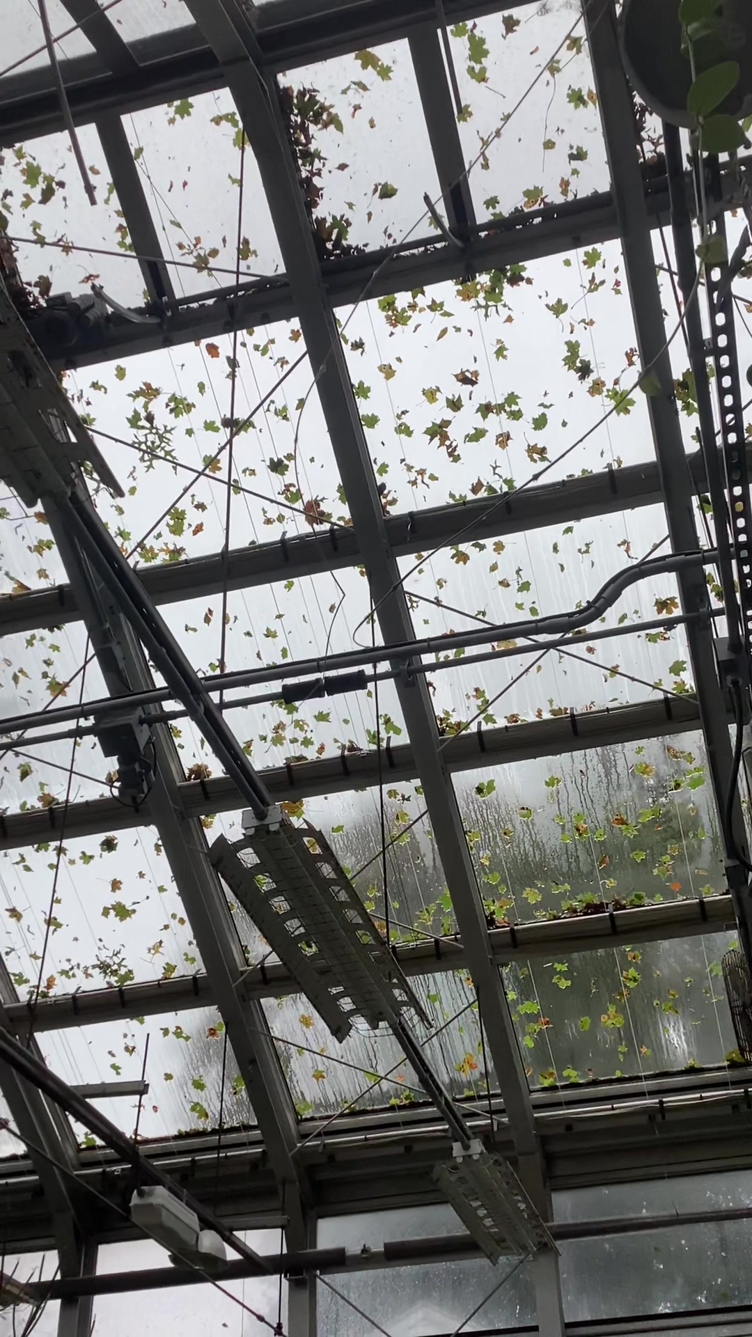 @bsu greenhouse
