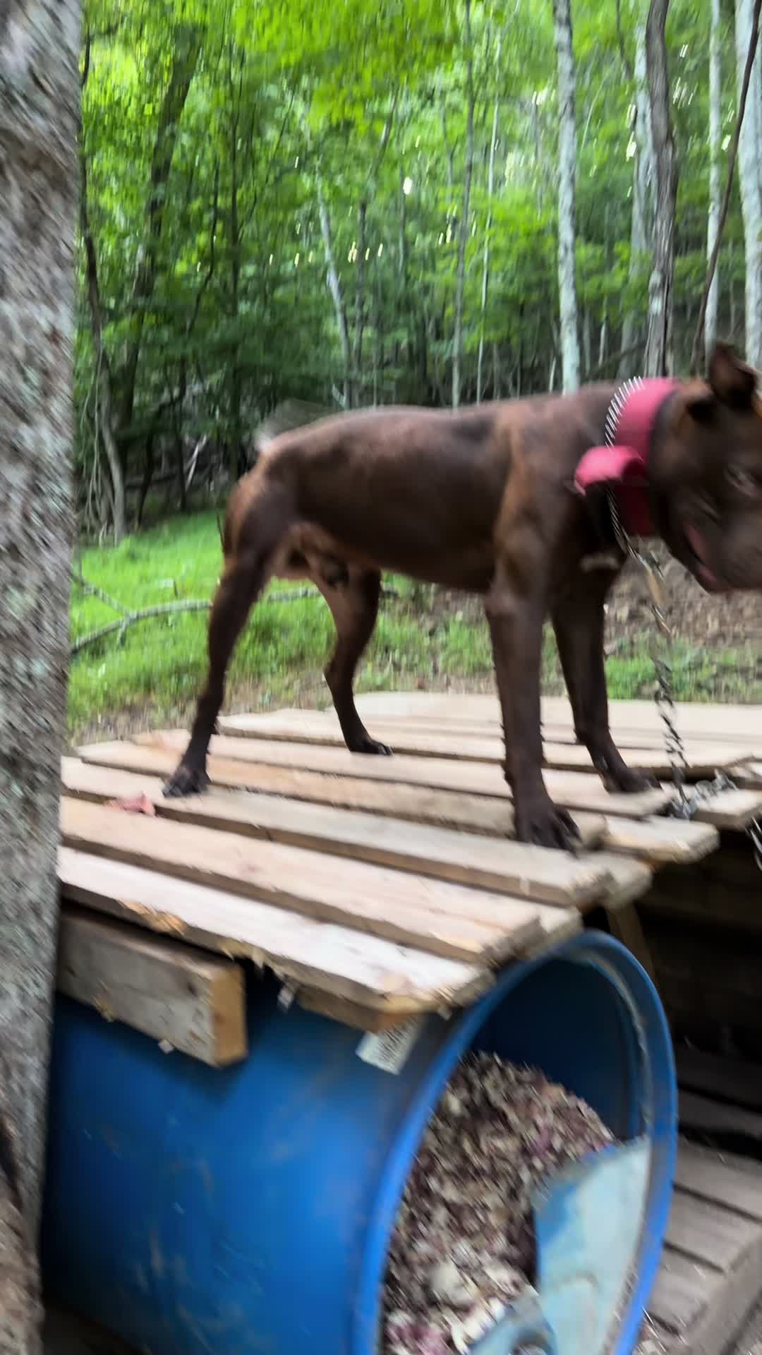 @WorldGoneMadKennels