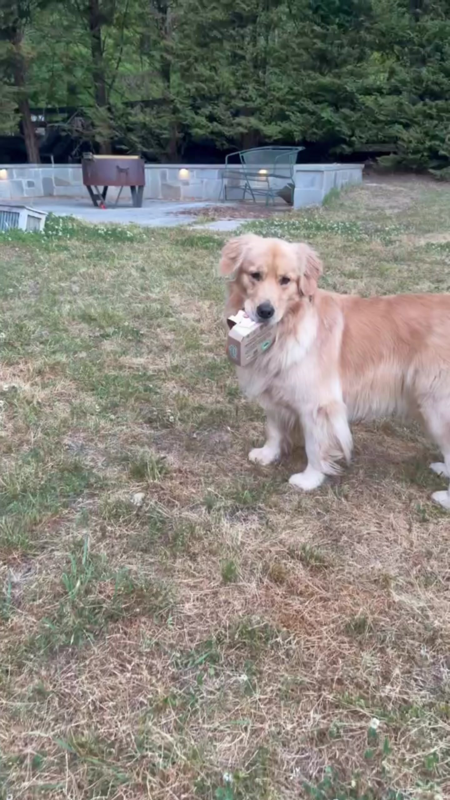 @DogMomisms