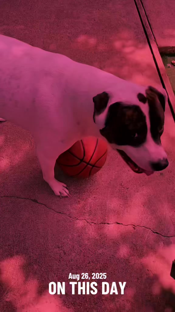 @DoggoDogz