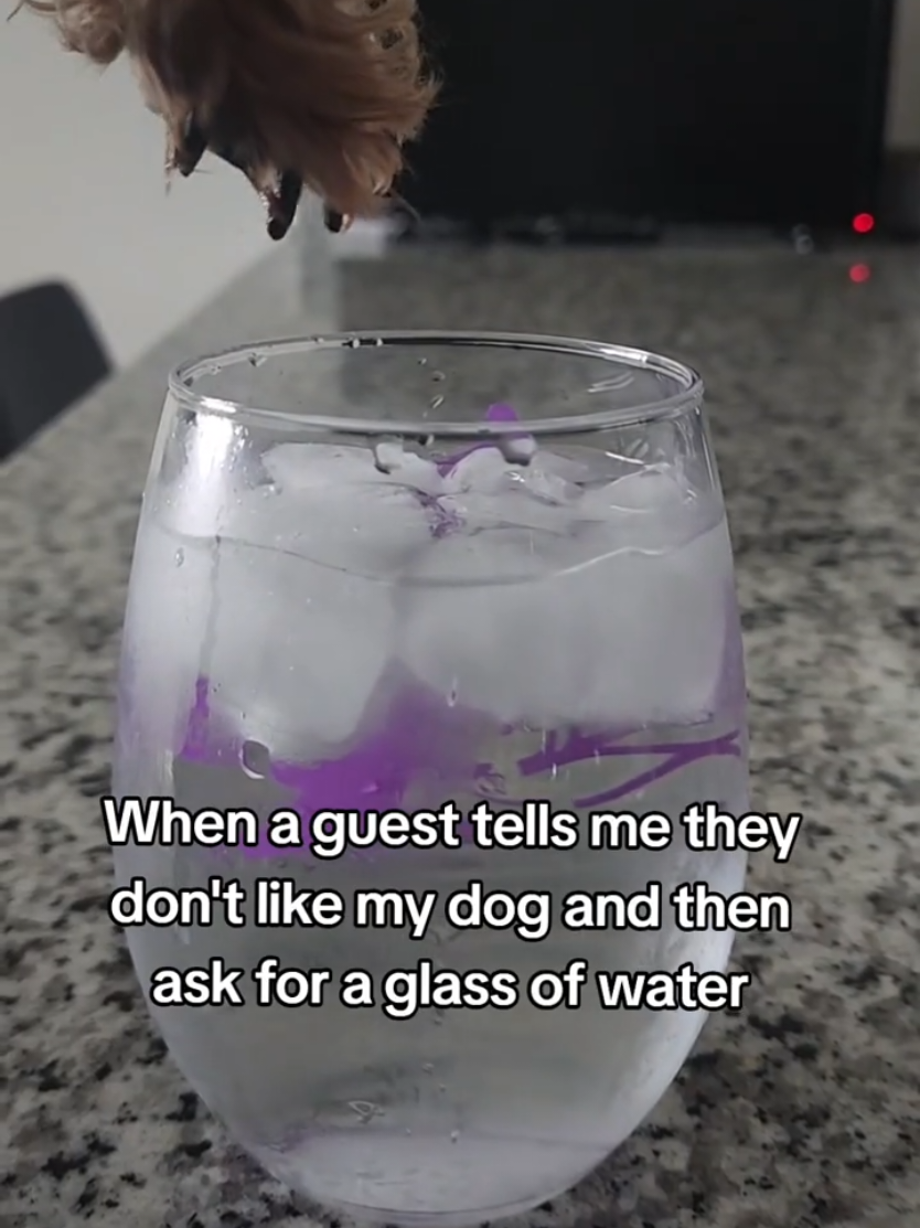 @Chase the Yorkie