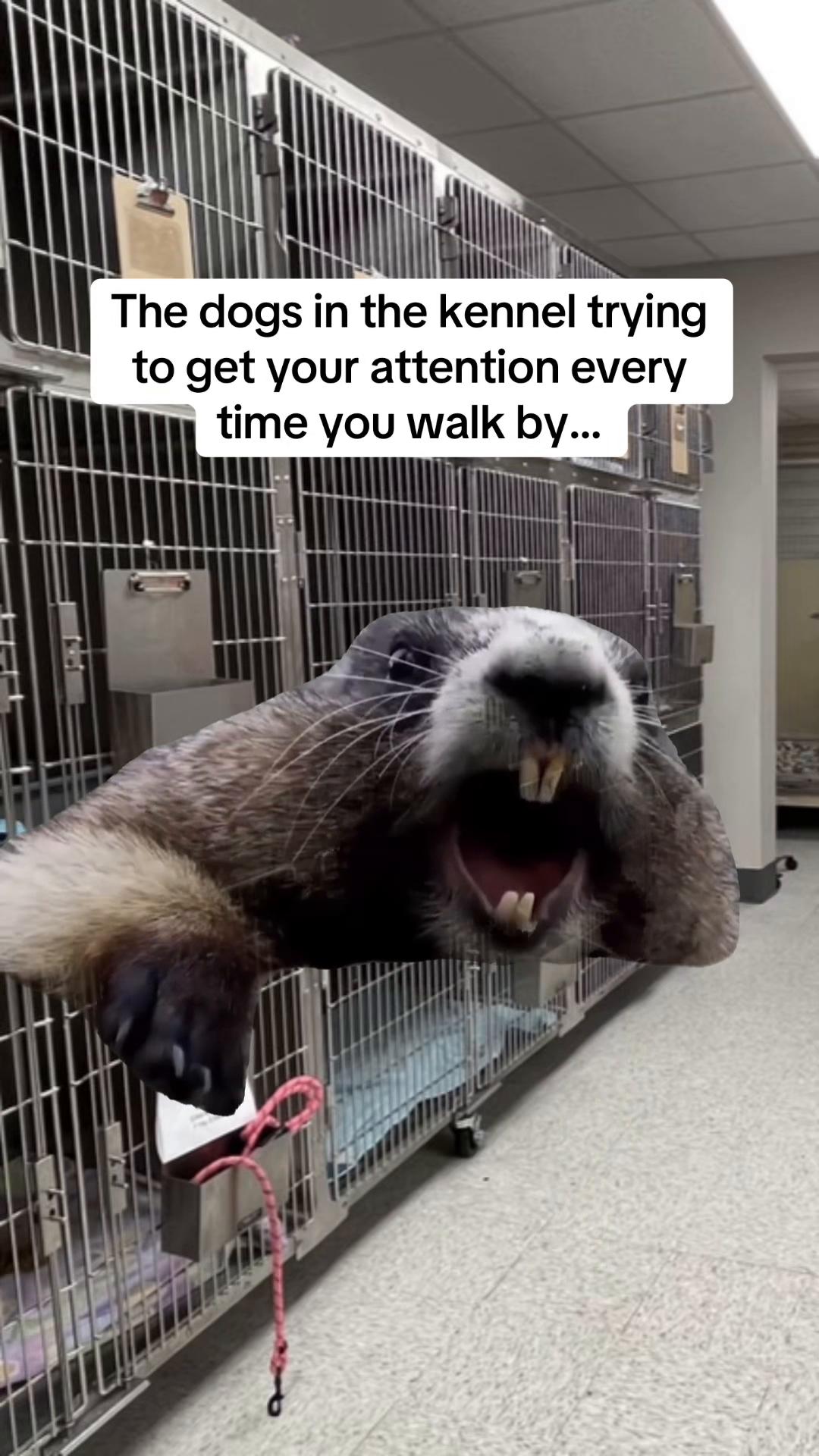 @Snodgrass Vet