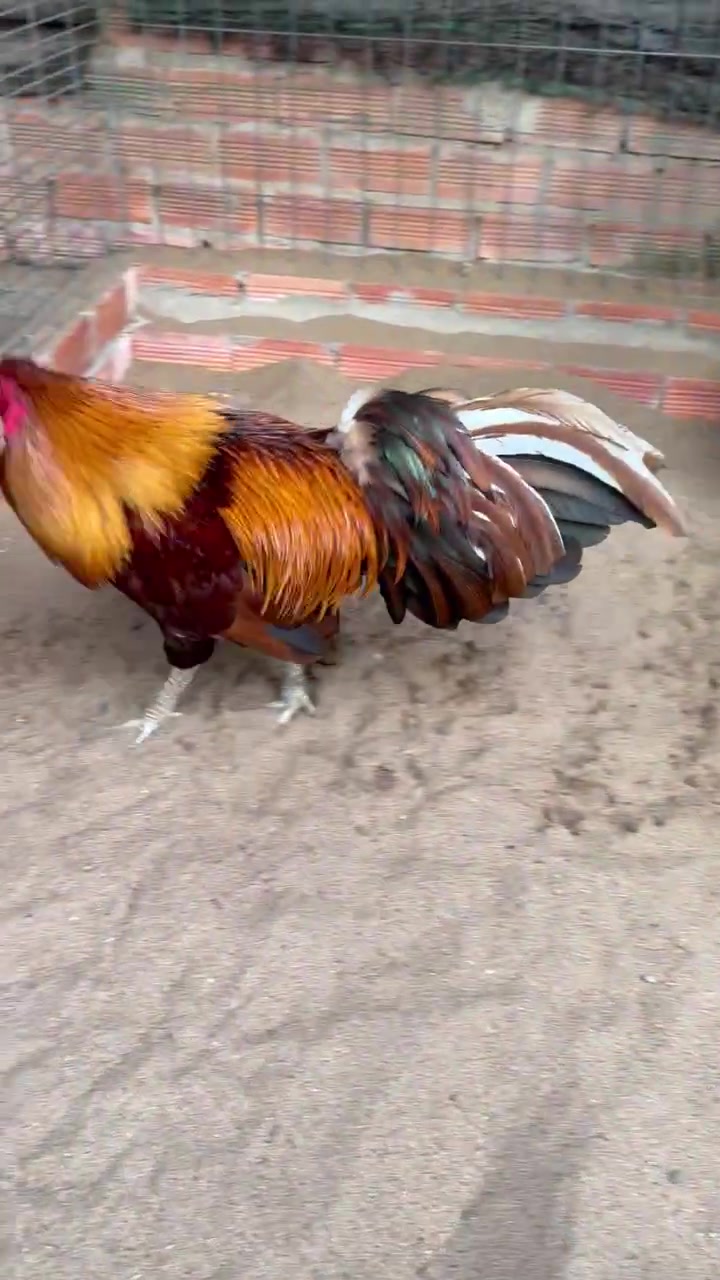 @Quốc Bảo ( baosting)