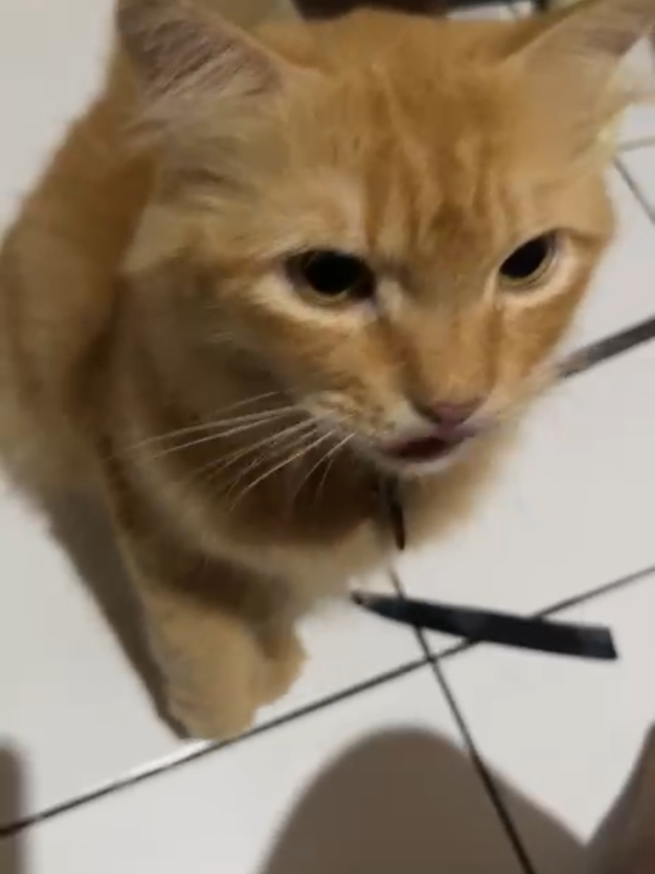 @😺 0chil 😺