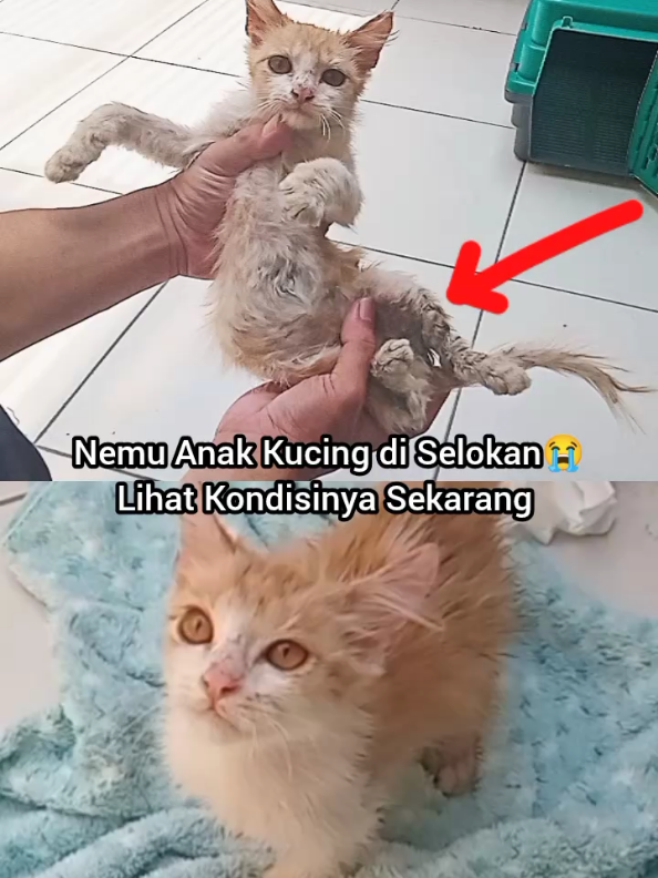 @Kucing Rumah Ronal