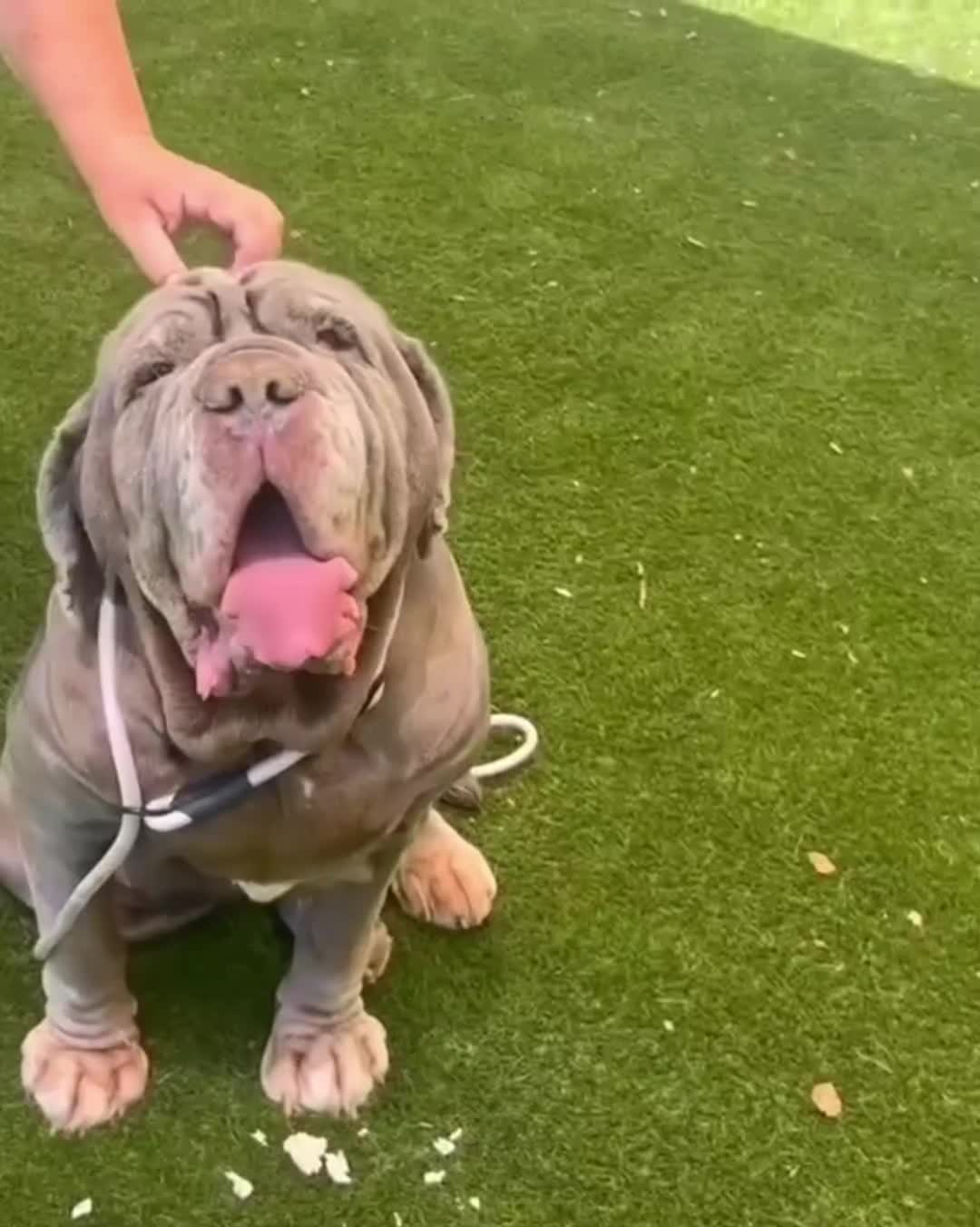 @Cane Corsos