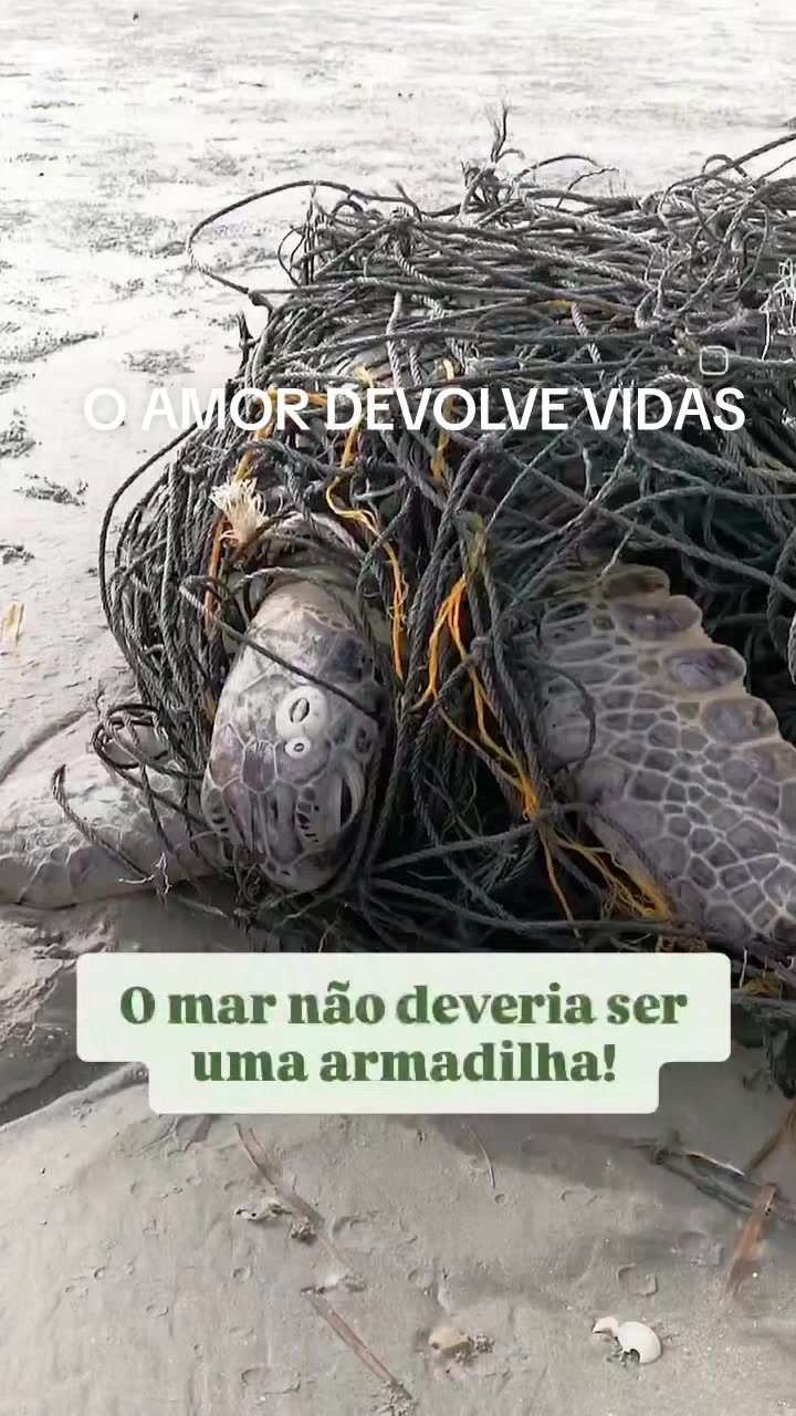 @Monica Helena Lopes