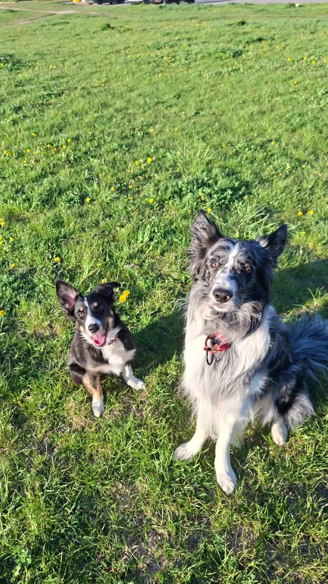 @frisbee dogs 🥏