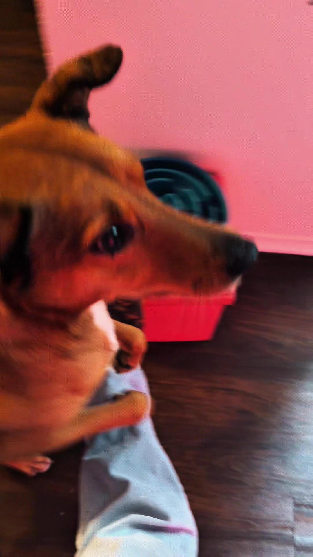 @Unschool the Dog