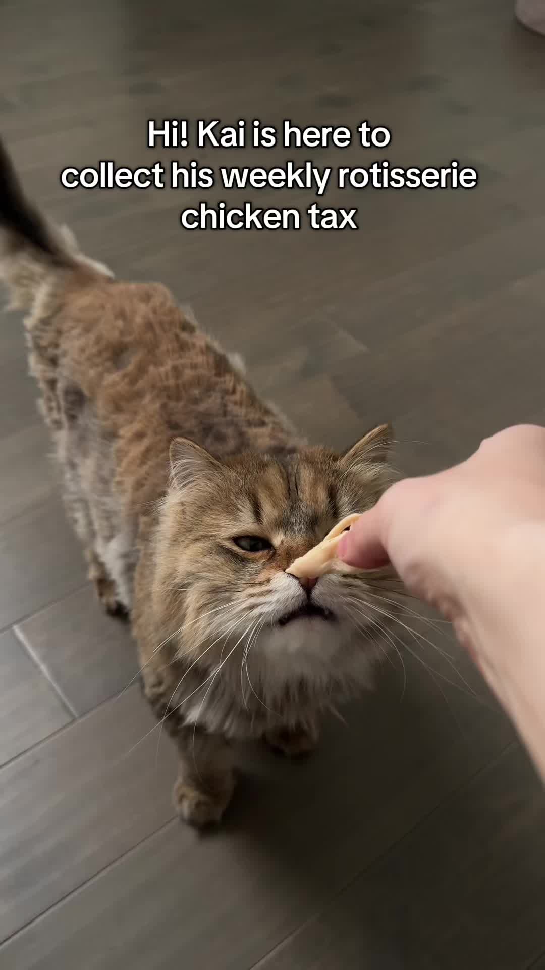 @kaisiberian