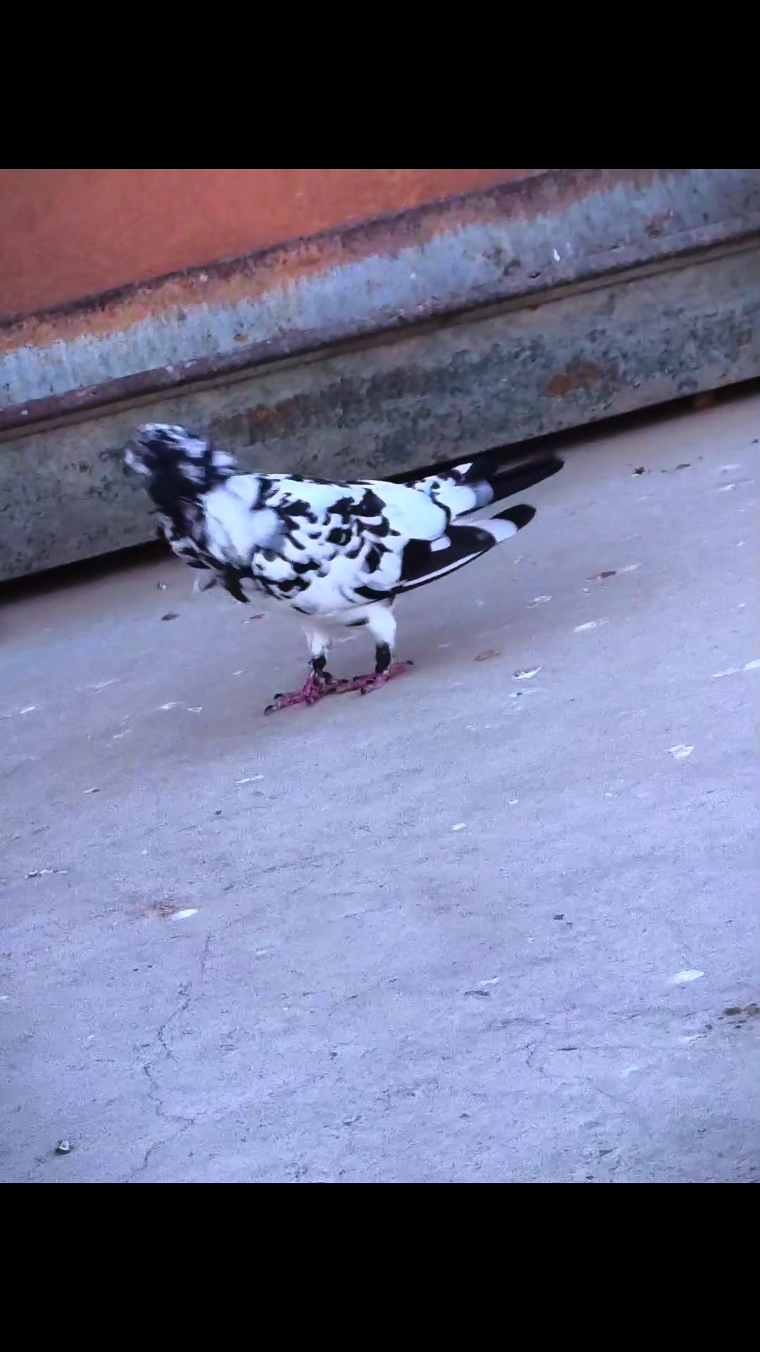 @Mustafaa Dolğun
