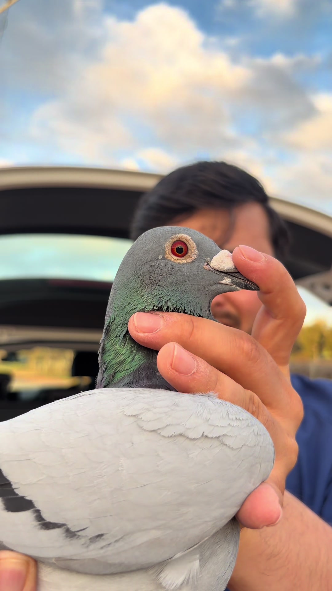 @pigeon.papii