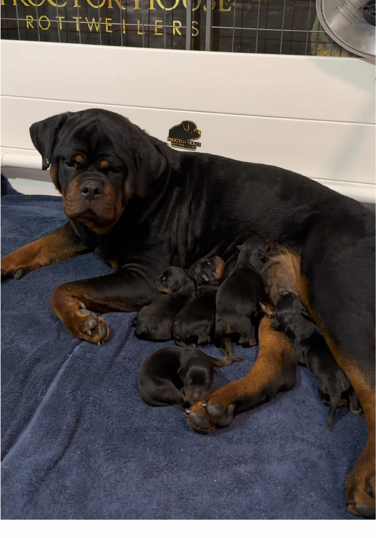 @Proctor House Rottweilers