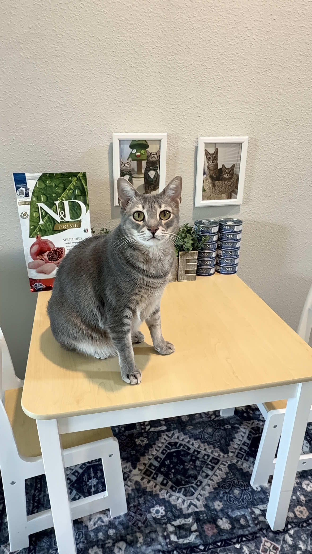 @Pepper the Rescue Cat 🐈⬛