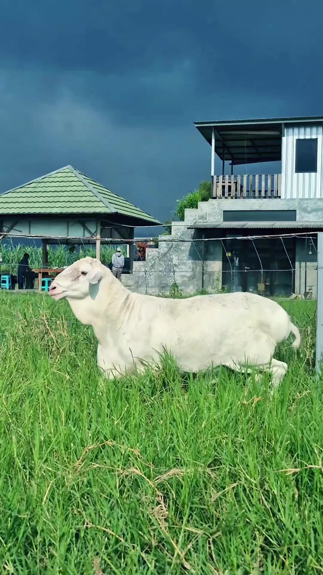 @Kambing Burja Official