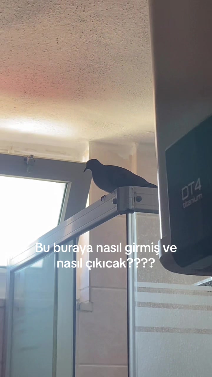 @eylulhazaal