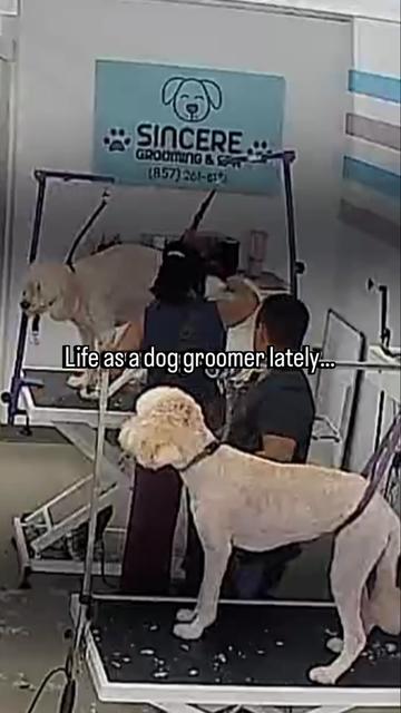 @Sincere Groomer