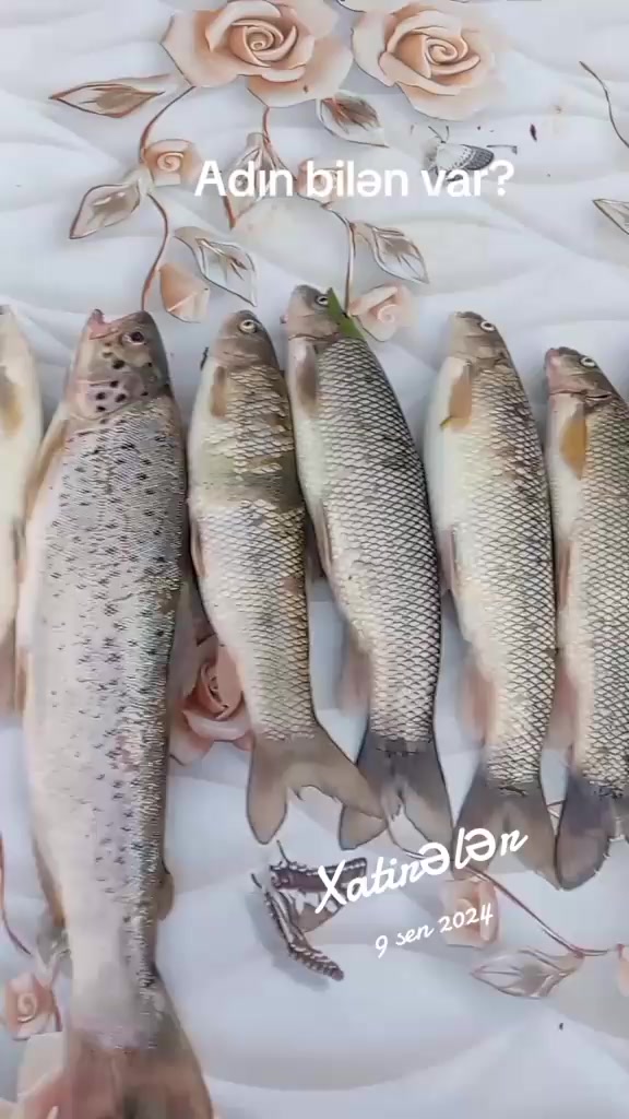 @ZohrabLaçınlı041
