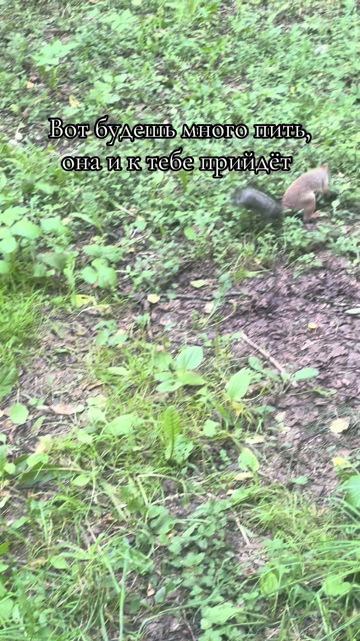 @НАРЦИСС