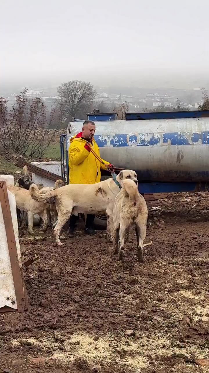 @Fırat yalçın Sevgi