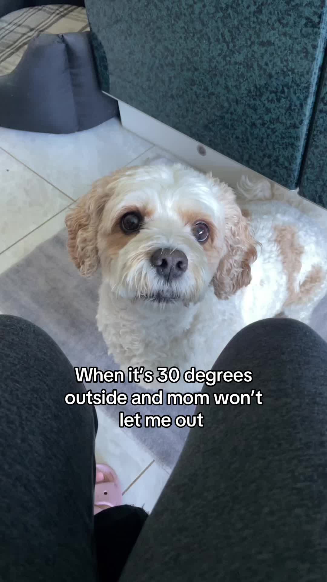 @My Cavachon