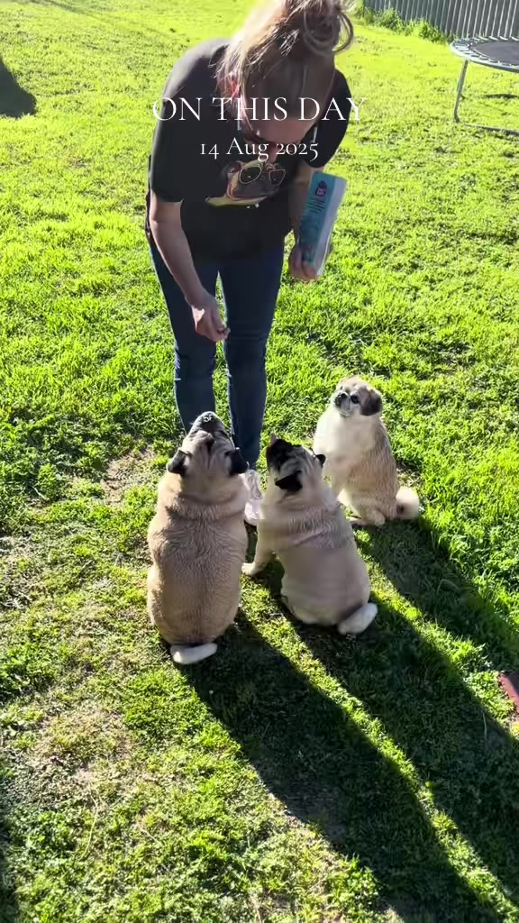 @Life with my 3 beautiful Pugs