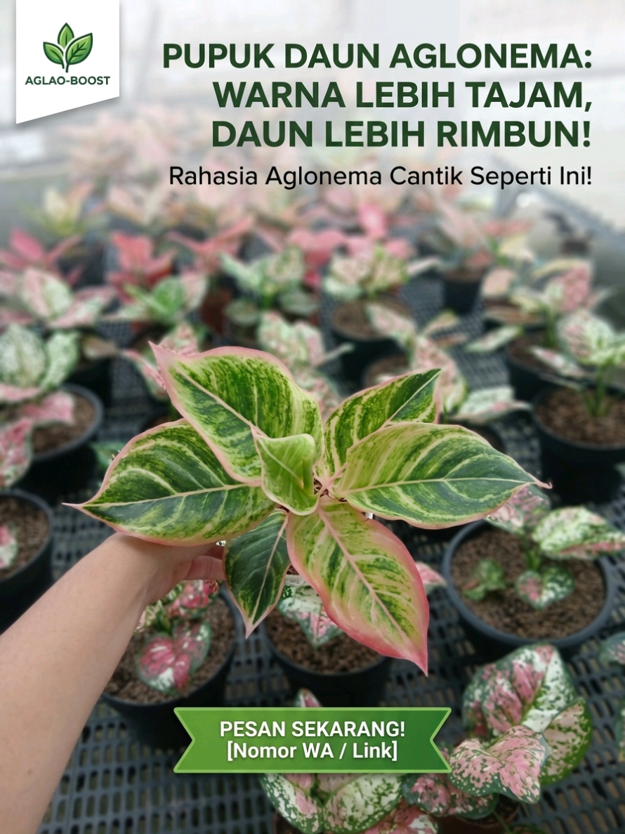 @Kuntum_Bunga