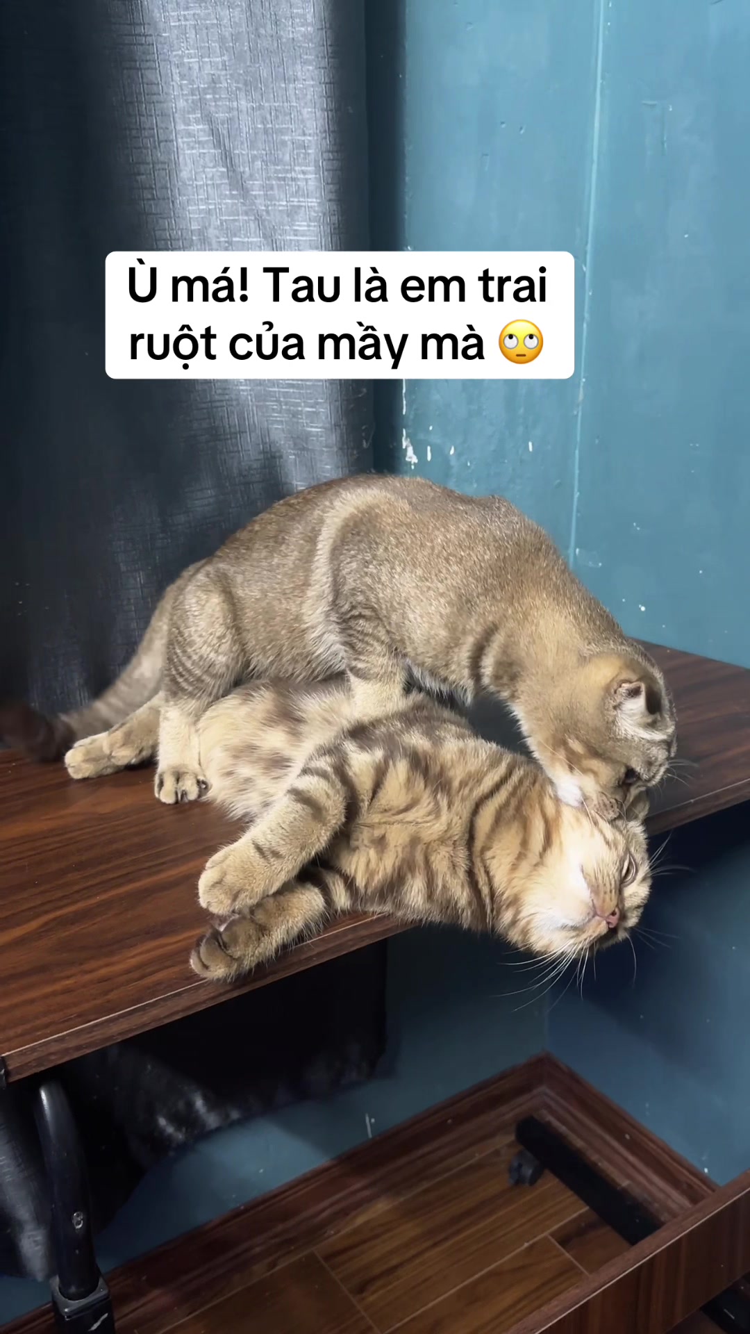 @Ốc Và Con