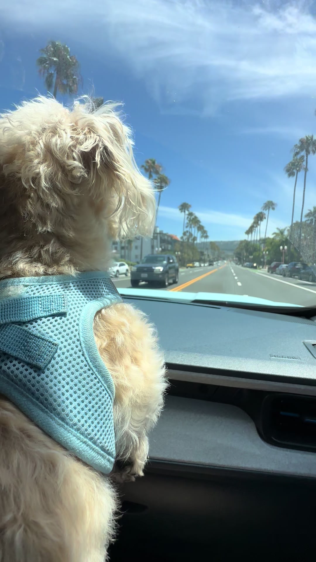@He Was A PoodleBoi