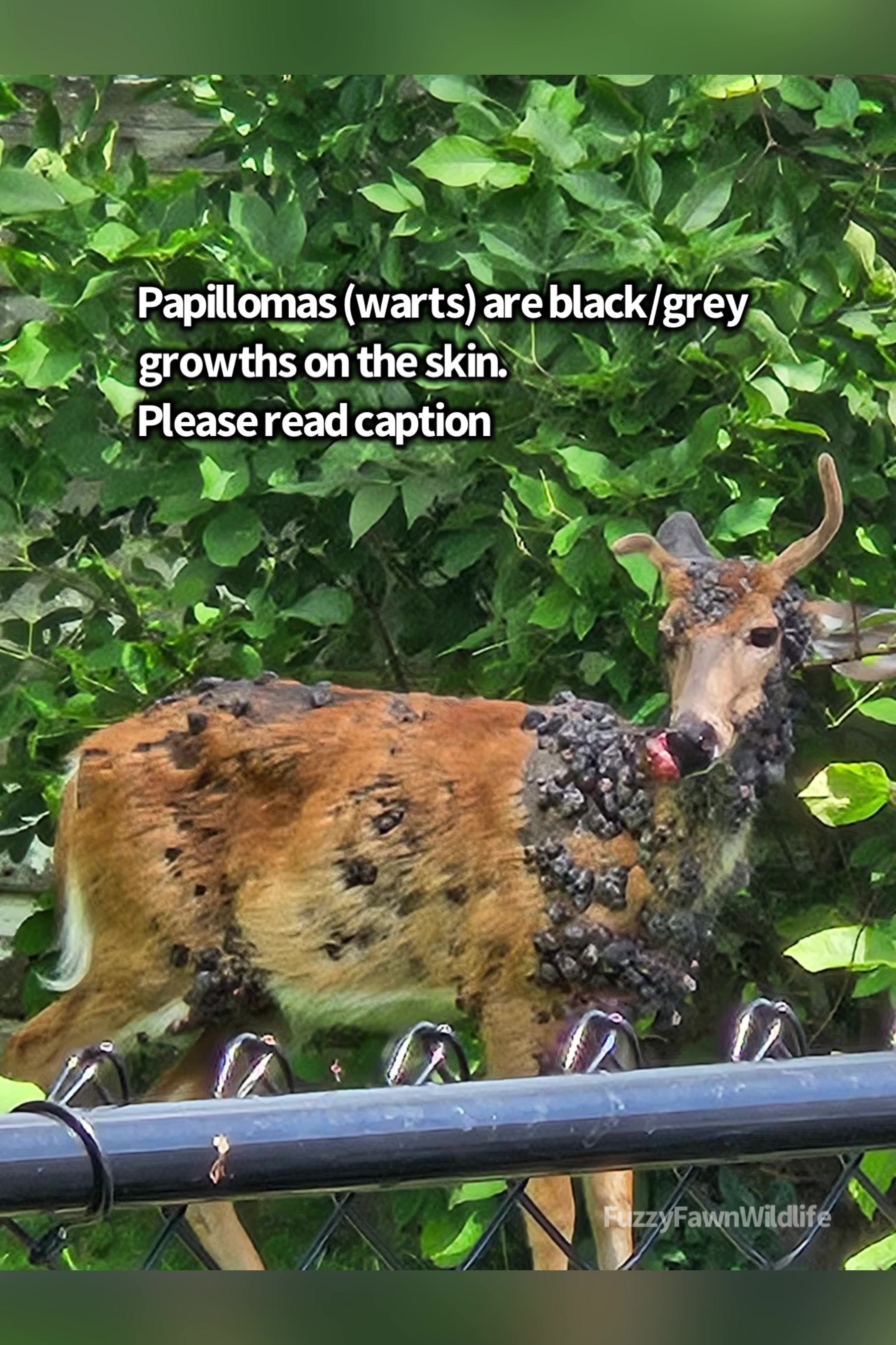 @Fuzzy Fawn Wildlife