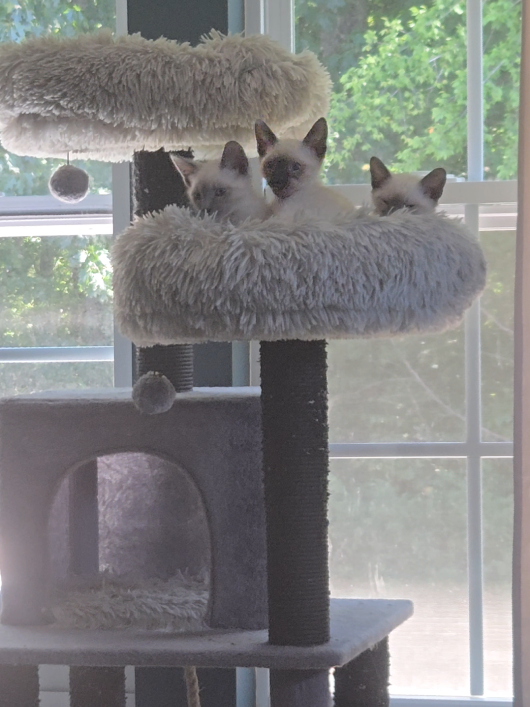 @Brittany's Beauties Kittens