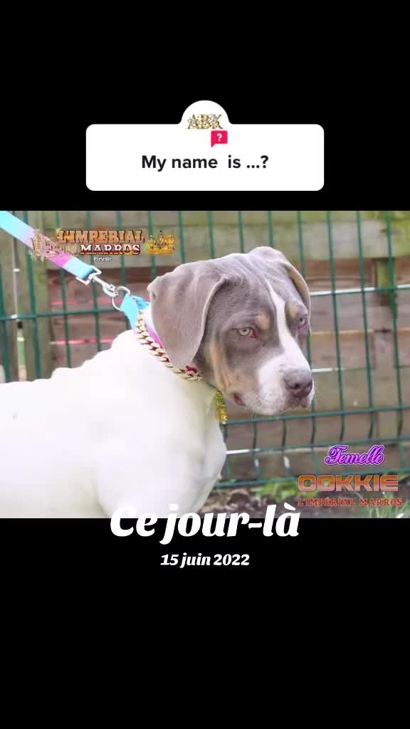 @AKATSUKI BULLY KENNEL 🇭🇹🇫🇷