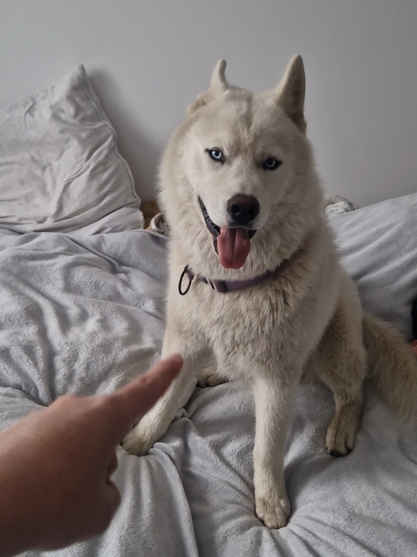 @husky.ananaski