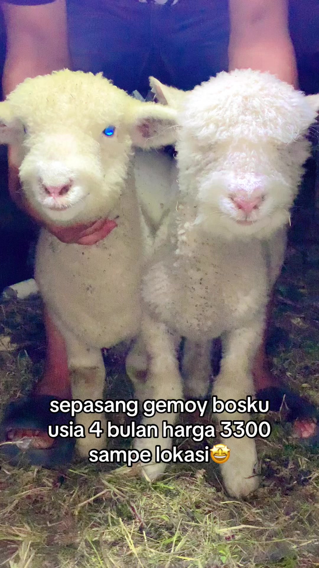 @RAMBOEN FARM TMG