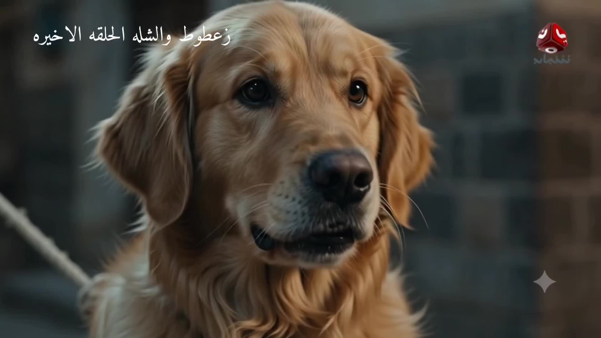 @زعطوط