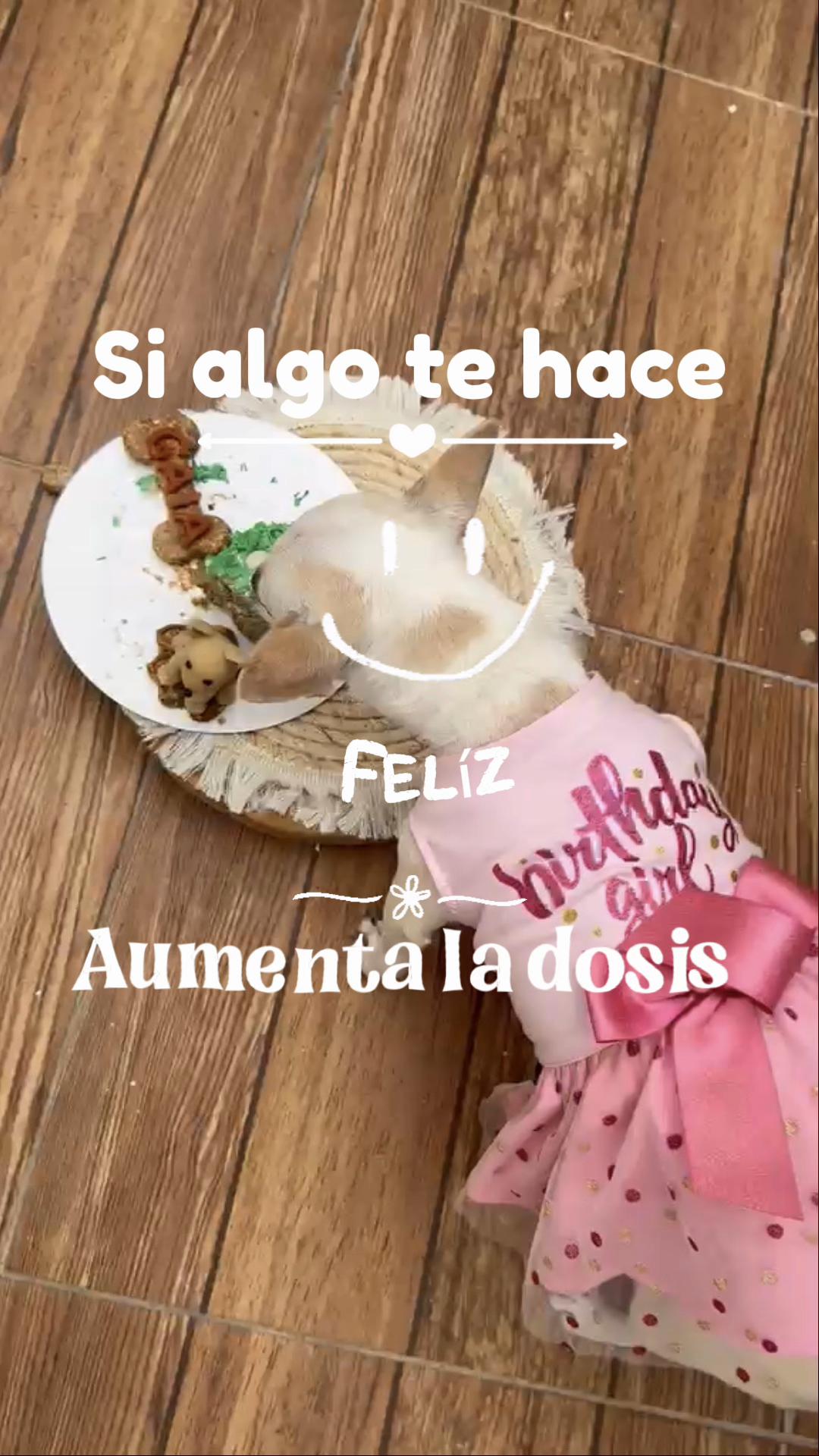 @Deliguau.Delimiau