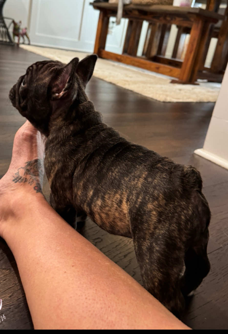 @EliteSweetFrenchies