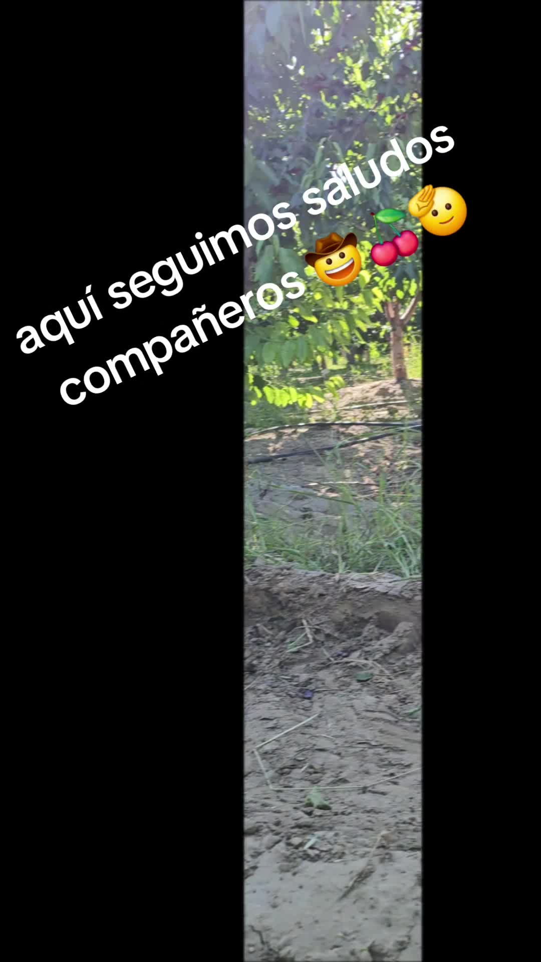 @fulgencio🤠