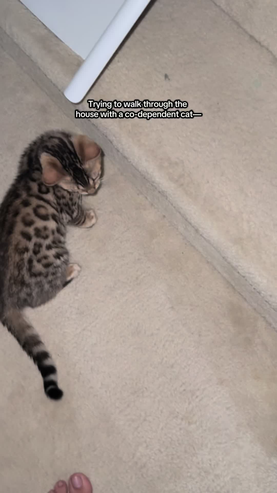 @The Kitten Spot