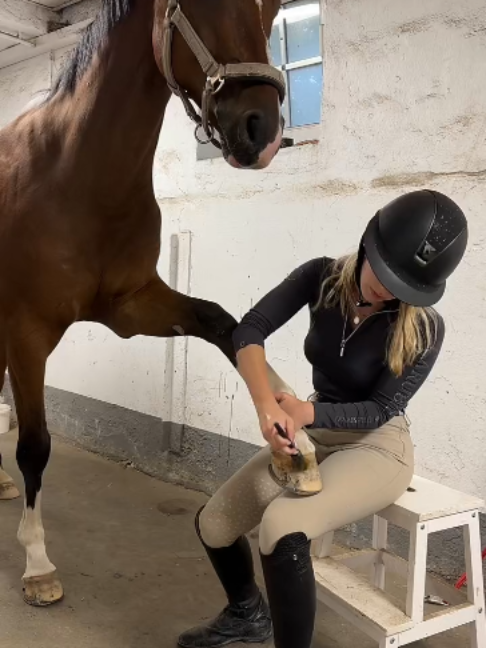 @Horses TikTok