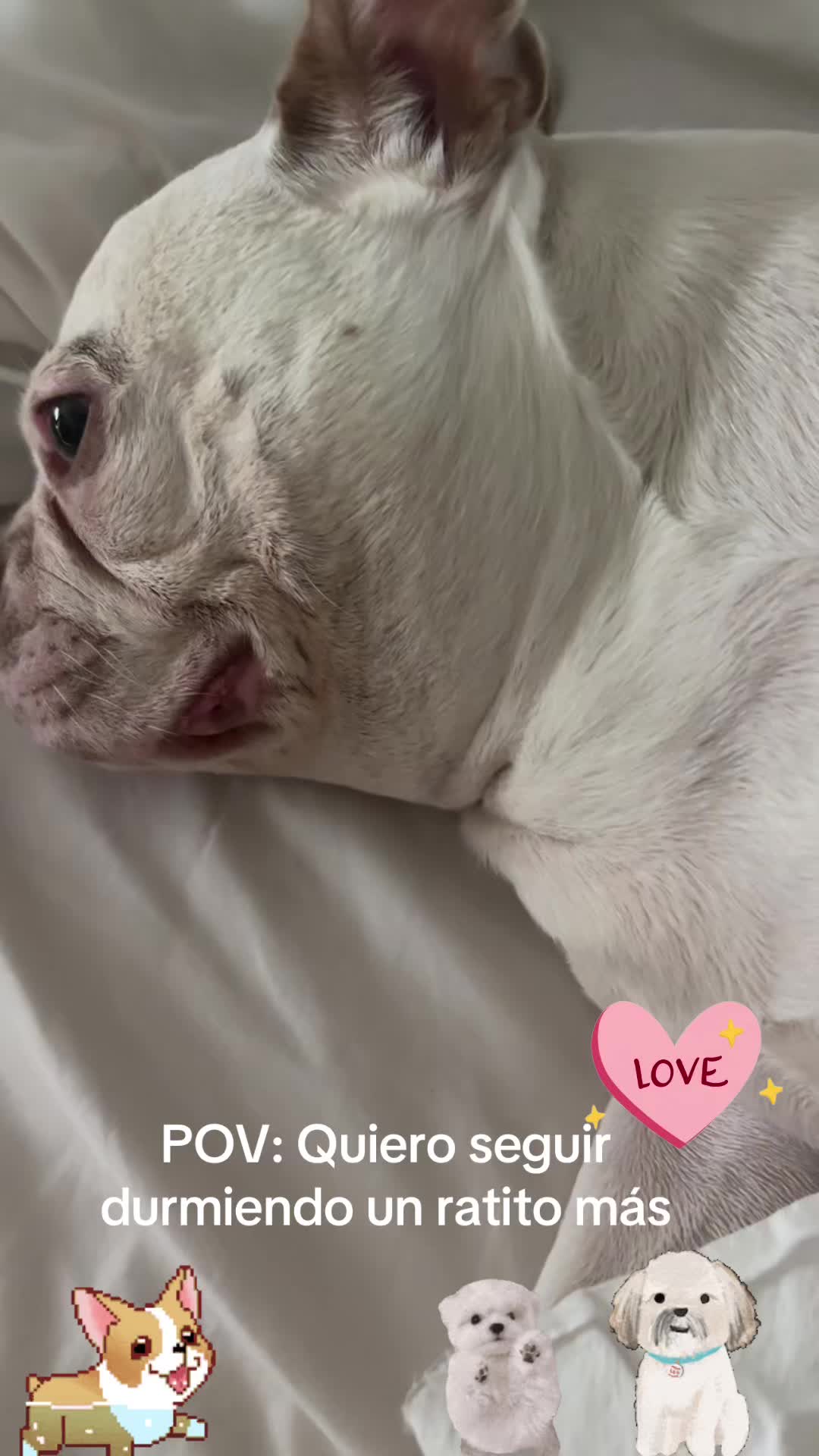 @los3huevertos